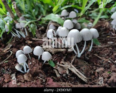Il Coprinellus disseminatus, il fungo da caldaia delle fate, cresce rapidamente in ammassi su legno in decomposizione. Foto Stock