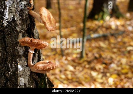 Armillaria mellea (fungo del miele) patogeno delle piante ma anche funghi commestibili che crescono intorno ai tronchi d'albero Foto Stock