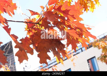 Autunno splendore, Broomfield Park, Palmer's Green, North London, Regno Unito Foto Stock