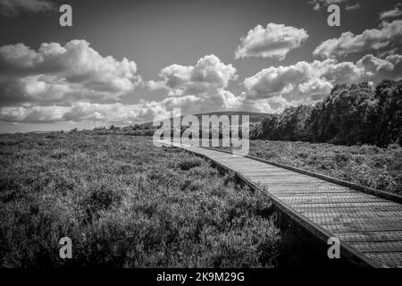 Riserva naturale Red Moss, Balerno, Edimburgo, Midlothian, Scozia, REGNO UNITO Foto Stock