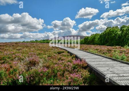 Riserva naturale Red Moss, Balerno, Edimburgo, Midlothian, Scozia, REGNO UNITO Foto Stock