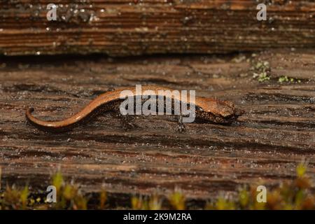 Primo piano su un giovane colorato di colore arancione della salamandra del Norte, Plethodon elongatus Foto Stock