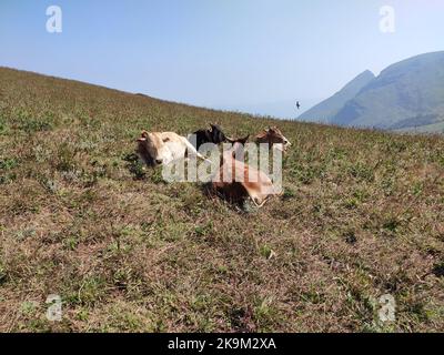 Una mandria di bovini siede e pascola in cima al monte Baba Budan giri. Le mucche marroni e bianche si rilassano sull'erba sotto il caldo sole, con dolci colline. Foto Stock