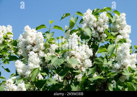 Bianco, arbusto, lilla, Syylan vulgaris, arbusto fiorente, fiori, profumati, lillacchi, fiori Syylan vulgaris Mme. Casimir Perier Foto Stock