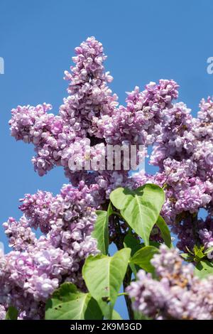 Luce, Lilac, Fiori, Syringa vulgaris, bello, Lavanda, colore, syringa lilla, terminale, fiore Foto Stock