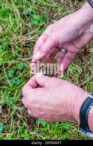 Donna che rompe la testa di seme da una comune tettarella, Dipsacus fullonum, per diffondere i semi. Foto Stock
