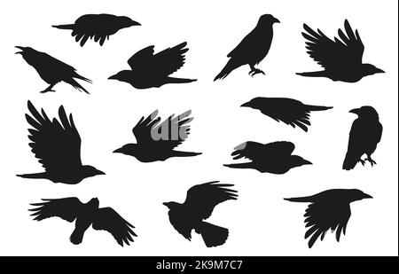Silhouette a corvo. Gruppo di corvi volanti con piume di becco, creativi uccelli gotici neri per la decorazione di Halloween. Set con isolamento vettoriale Illustrazione Vettoriale