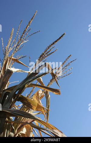 Raccolta caduta stocchi di mais che oscillano nei campi. Foto Stock