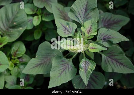 Fattoria biologica urbana nella zona CBD KwunTong Kownloon di Hong Kong Foto Stock