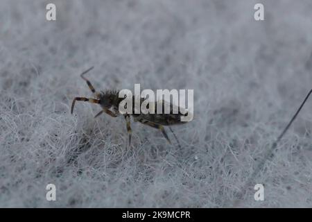 Dettaglio primo piano di una piccola specie di coda di rondine, Orchesella cincta Foto Stock