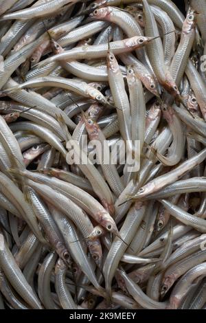 cattura fresca di pesce, piccolo pesce ago color argento nel mercato del pesce, primo piano di pesce d'acqua salata in full frame, cibo di fondo Foto Stock