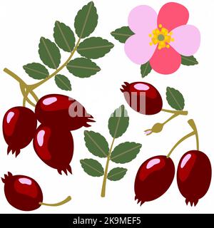 Cane rosa rametto set isolato su sfondo bianco. Rosa bacche e foglie d'anca. Illustrazione botanica disegnata a mano di elementi di fiori selvatici. Foto Stock