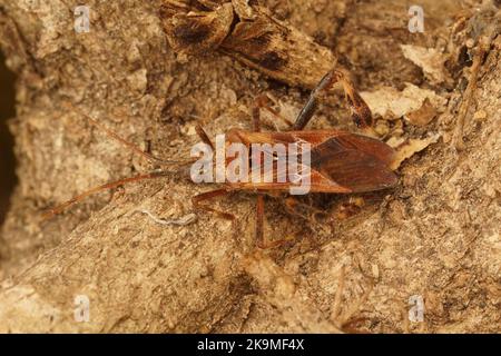 Primo piano dettagliato sul bug del seme di Conifer Occidentale , Leptoglossus occidentalis Foto Stock