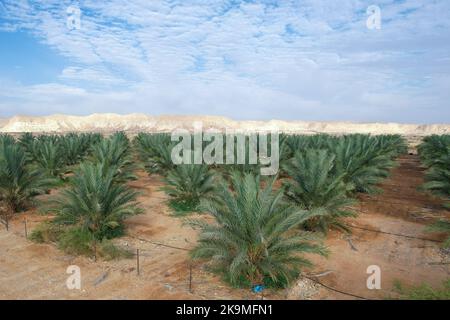 Agricoltura del deserto. Grande data Palms piantagione nel deserto. Foto Stock