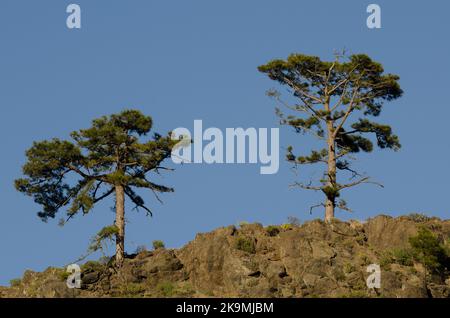 Pini delle Isole Canarie Pinus canariensis. Riserva naturale integrale di Inagua. Gran Canaria. Isole Canarie. Spagna. Foto Stock