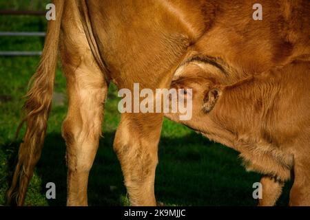 Mucca bruna illuminata dal sole e piccolo vitello neonato carino in piedi fuori in campo agricolo (giovane assetato affamato, latte materno, primo piano) - Yorkshire Inghilterra, Regno Unito. Foto Stock