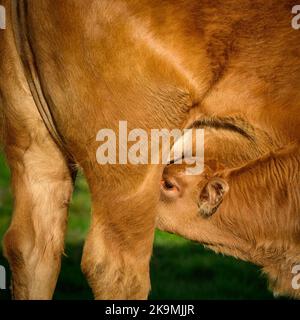 Mucca bruna illuminata dal sole e piccolo vitello neonato carino in piedi fuori in campo agricolo (giovane assetato affamato, latte materno, primo piano) - Yorkshire Inghilterra, Regno Unito. Foto Stock