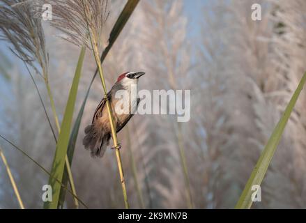 Il cucciolo di castagno è un uccello della famiglia dei Timaliidae. È monotipico all'interno del genere Timalia Foto Stock