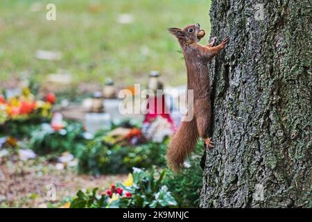 Brno, Repubblica Ceca. 29th Ott 2022. Il Cimitero Centrale di Brno, raffigurato prima della Giornata delle ANIME, il 29 ottobre 2022, a Brno, Repubblica Ceca. Nella foto si vede uno scoiattolo rosso (Sciurus vulgaris). Credit: Patrik Uhlir/CTK Photo/Alamy Live News Foto Stock