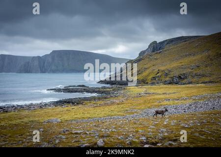 Renne solitaria nella tundra del Capo Nord, Norvegia Foto Stock