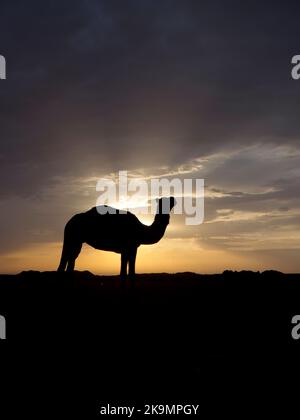 Dromedario o cammello arabo, Camelus dromedarius, singolo mammifero retroilluminato, Giordania, ottobre 2022 Foto Stock