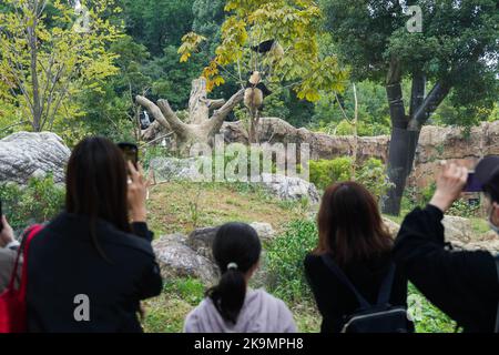 Tokyo, Giappone. 28th Ott 2022. I visitatori osservano panda giganti presso lo zoo di Ueno a Tokyo, Giappone, 28 ottobre 2022. Per celebrare il 50th° anniversario dell'arrivo dei panda giganti cinesi in Giappone, l'Ueno Zoo di Tokyo ha recentemente istituito un 'Giant Panda Post Office'.TO ANDARE CON 'Feature: Benvenuto giapponese 50th° anniversario dell'arrivo dei panda giganti cinesi' Credit: Zhang Xiaoyu/Xinhua/Alamy Live News Foto Stock