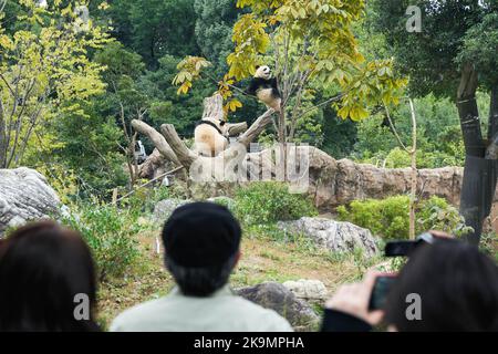 Tokyo, Giappone. 28th Ott 2022. I visitatori osservano panda giganti presso lo zoo di Ueno a Tokyo, Giappone, 28 ottobre 2022. Per celebrare il 50th° anniversario dell'arrivo dei panda giganti cinesi in Giappone, l'Ueno Zoo di Tokyo ha recentemente istituito un 'Giant Panda Post Office'.TO ANDARE CON 'Feature: Benvenuto giapponese 50th° anniversario dell'arrivo dei panda giganti cinesi' Credit: Zhang Xiaoyu/Xinhua/Alamy Live News Foto Stock