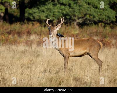 Cervo rosso, Cervus elaphus, maschio singolo con Jackdaw sul retro, Richmond Park, Londra, ottobre 2022 Foto Stock