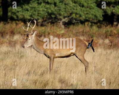 Cervo rosso, Cervus elaphus, maschio singolo con Jackdaw sul retro, Richmond Park, Londra, ottobre 2022 Foto Stock