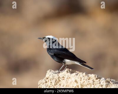 Bianco-incoronato nero Wheatear, Oenanthe leucopyga, singolo uccello sulla roccia, Giordania, ottobre 2022 Foto Stock