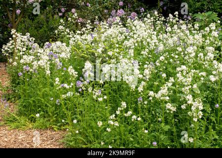 Jacobs Ladder, Polemonium caveruleum 'Album', White, Flowers Foto Stock
