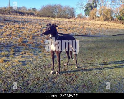 Cane Greyhound su un lungo piombo o guinzaglio guardando in lontananza. In un campo verde in campagna. Foto Stock