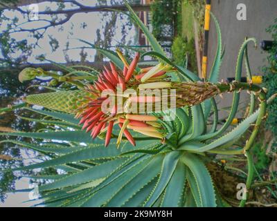 Fiore tropicale colorato in un giardino botanico in Kenya Foto Stock