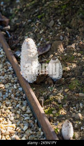 Primo piano di un paio di giovani Shaggy Inkcap (Coprinus comatus o Lawyer's Wig) Foto Stock