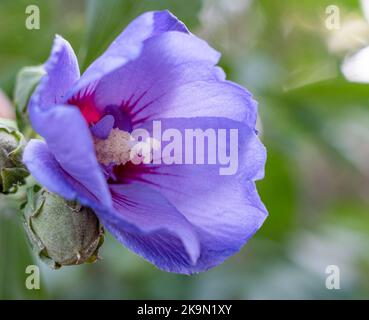 Primo piano di un hibiscus siriacus Marina fiore viola blu (Rose mallow Marina, albero hollyhock) Foto Stock