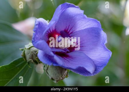 Primo piano di un hibiscus siriacus Marina fiore viola blu (Rose mallow Marina, albero hollyhock) Foto Stock