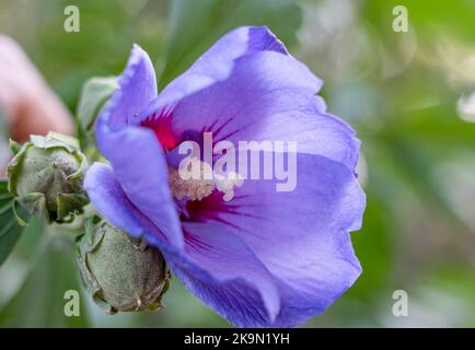 Primo piano di un hibiscus siriacus Marina fiore viola blu (Rose mallow Marina, albero hollyhock) Foto Stock