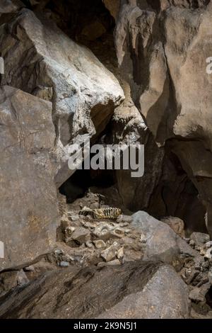 Regno Unito, Inghilterra, Devonshire. Il William Pengelly Cave Studies Centre a Buckfastleigh. Joint Mittor Cave (conosciuta anche come Bone Cave). Una raccolta di ossa. Foto Stock