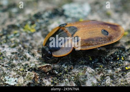 Foto dettagliata del carnivoro coleottero a quattro macchie, Dendroxena quadrimaculata. Data post: 17 giugno 2021 Foto Stock