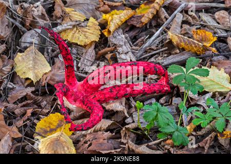 Polipo stinkhorn / dita del diavolo (Clatrus archeri / Lysurus archeri) fungo invasivo in Europa ma endemico per l'Africa, la Nuova Zelanda e l'Australia Foto Stock