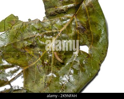 Foglia di cotogna con un verme. Fogliame rovinato su uno sfondo bianco. Cotogna con una foglia. Piccolo bruco su una foglia. Insetti e parassiti. Danno a Foto Stock