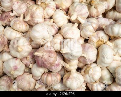 Molti spicchi d'aglio. Sfondo di bulbi d'aglio. Assortimento. Bancone nel mercato. Scelta di cibo per pranzo. Condimento piccante Foto Stock