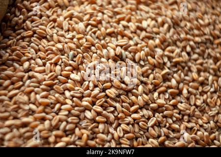 Grani di grano. Primo piano di grano per il pane, il concetto di crisi alimentare globale dovuto alla guerra della Russia contro l'Ucraina. Cibo ed Organizzazione di Agricoltura Foto Stock