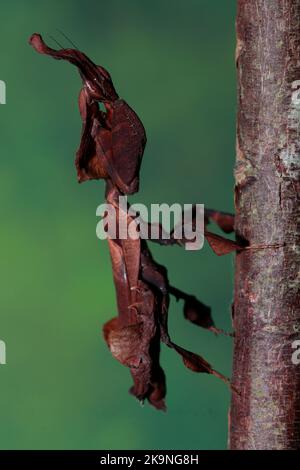 Mantide fantasma (fillocrania paradoxa)