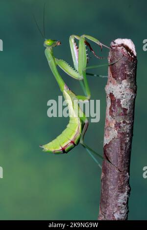 Gigantesca mantide africana di preghiera (spodromantis lineola) Foto Stock