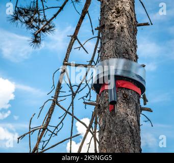 Trappole ecologiche posate su un pino per catturare i pilastri processionari - fuoco selettivo con profondità superficiale sul campo - parco pubblico - Italia Foto Stock