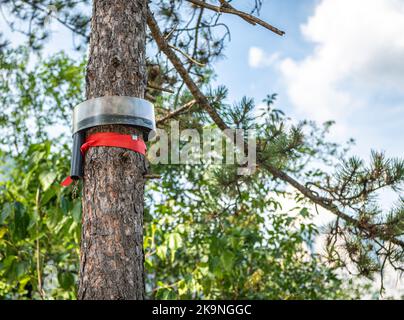 Trappole ecologiche posate su un pino per catturare i pilastri processionari - fuoco selettivo con profondità superficiale sul campo - parco pubblico - Italia Foto Stock