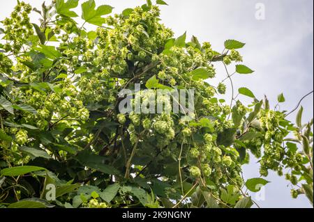 Pianta del luppolo con coni di luppolo contro il cielo blu (Humulus lupulus) - Trentino Alto Adige - Italia Foto Stock