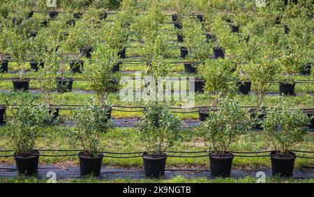 Vivaio Honeyberry (Lonicera Caerulea) vicino al lago di Cavedine - Trentino Alto Adige - Italia settentrionale - Europa - vivaio all'aperto Foto Stock