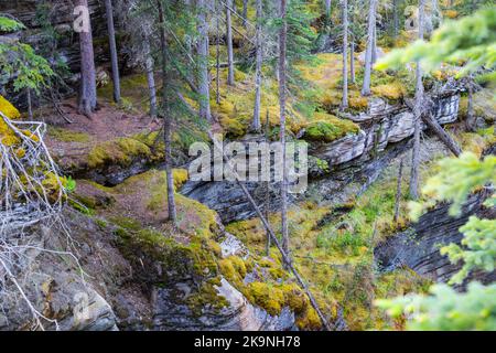 Vegetazione sulle umide pendici rocciose sopra il fiume Athabasca Foto Stock